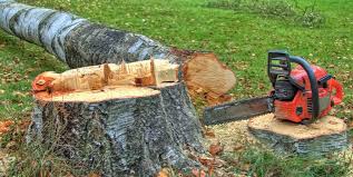 Best Tree Cabling and Bracing  in Chesapeake, OH
