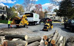 Reliable Chesapeake, OH Tree Services Solutions