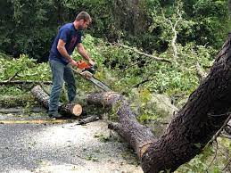 How Our Tree Care Process Works  in  Chesapeake, OH