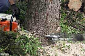 Best Storm Damage Tree Cleanup  in Chesapeake, OH