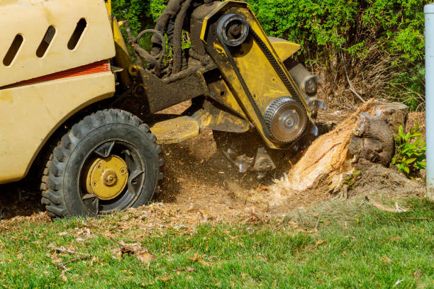 Best Leaf Removal  in Chesapeake, OH