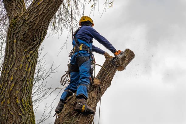 Best Tree Removal  in Chesapeake, OH