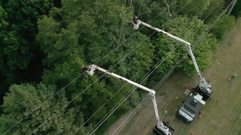 Best Tree Disease Treatment  in Chesapeake, OH