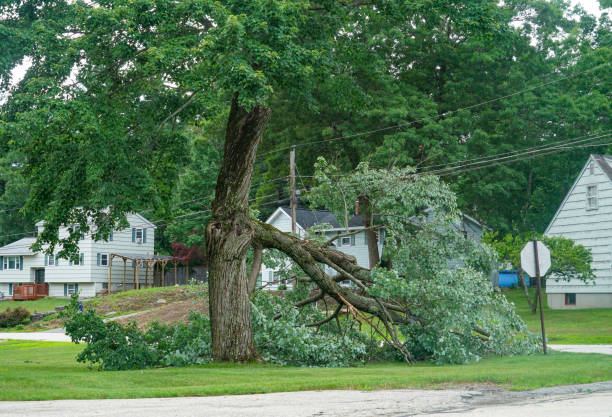 Best Tree Fertilization  in Chesapeake, OH