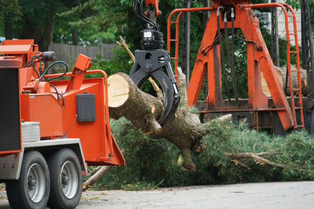 Best Seasonal Cleanup (Spring/Fall)  in Chesapeake, OH