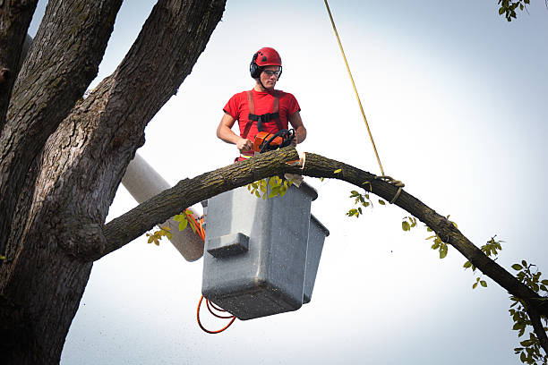 Best Tree Risk Assessment  in Chesapeake, OH