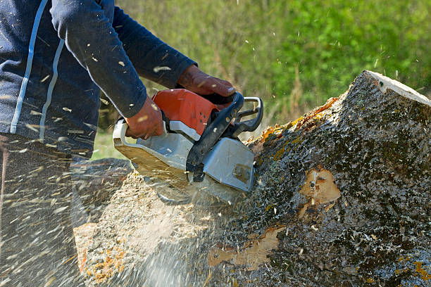 Best Tree and Shrub Care  in Chesapeake, OH