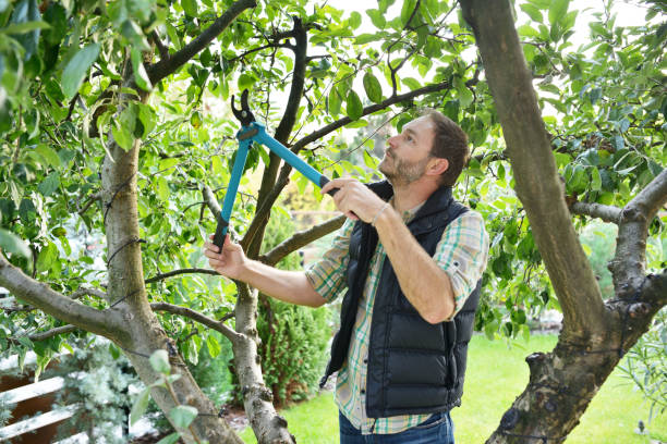 Best Root Management and Removal  in Chesapeake, OH